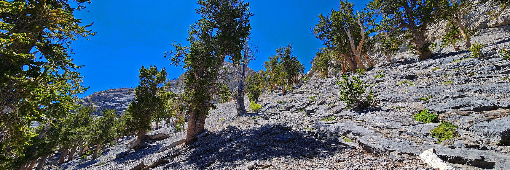 At Base of Upper Saddle Ledge (to Right) Heading Toward Main Summit. | Mummy's Nose Final Summit Approach from Deer Creek Road | Mt. Charleston Wilderness, Nevada