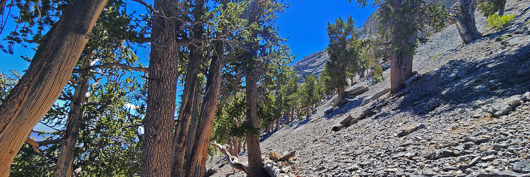 Continuing to Skirt the Base of the Saddle Ledge Between the Two Summits. | Mummy's Nose Final Summit Approach from Deer Creek Road | Mt. Charleston Wilderness, Nevada
