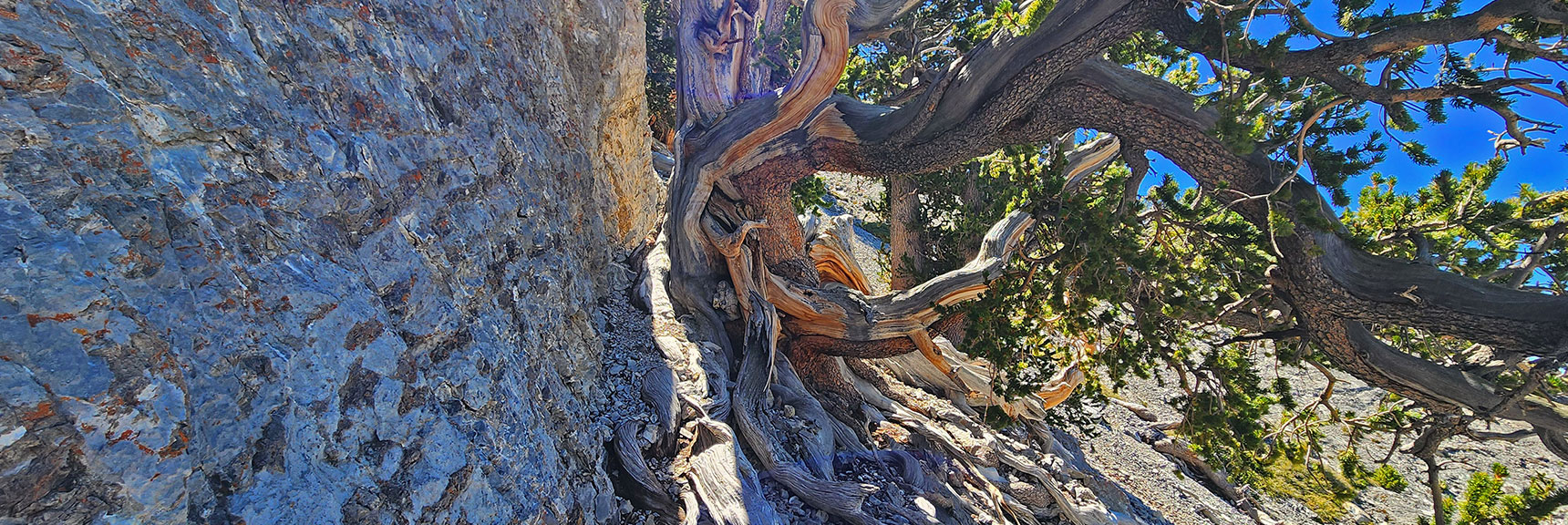 Just Rounded Base of Large Summit Bulge. Now Skirt Along Base of Summit Cliff. | Mummy's Nose Final Summit Approach from Deer Creek Road | Mt. Charleston Wilderness, Nevada