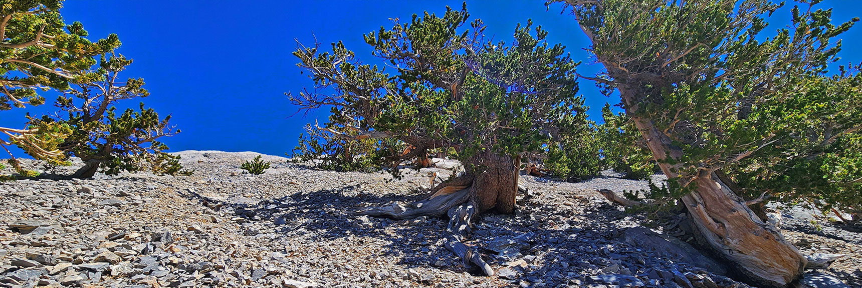Rounded the Cliff. Now Ascending Final Approach to the Summit | Mummy's Nose Final Summit Approach from Deer Creek Road | Mt. Charleston Wilderness, Nevada