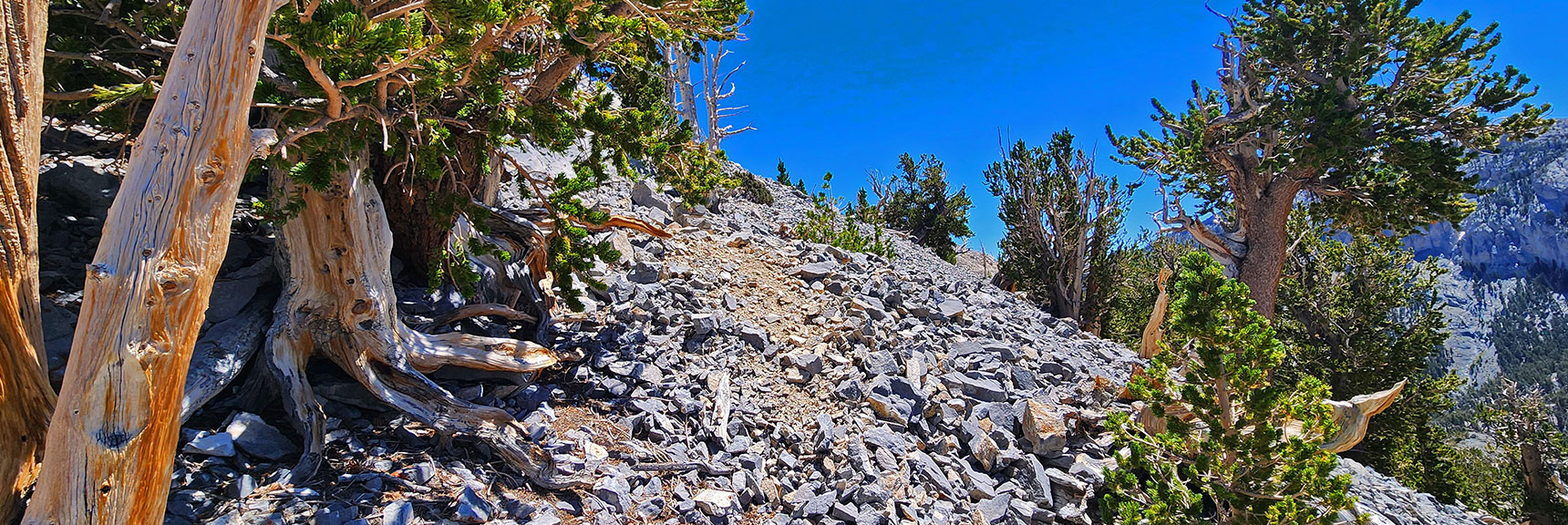 Faint Climber's Trail Leads Upward Toward the Summit. | Mummy's Nose Final Summit Approach from Deer Creek Road | Mt. Charleston Wilderness, Nevada