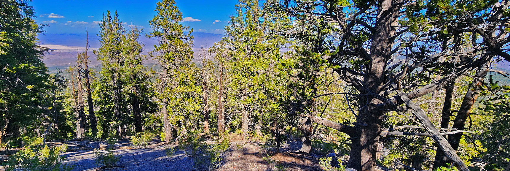 Descending Toward the Seven-Mile Canyon's Eastern Ridgeline Now. | Mummy's Nose Final Summit Approach from Deer Creek Road | Mt. Charleston Wilderness, Nevada