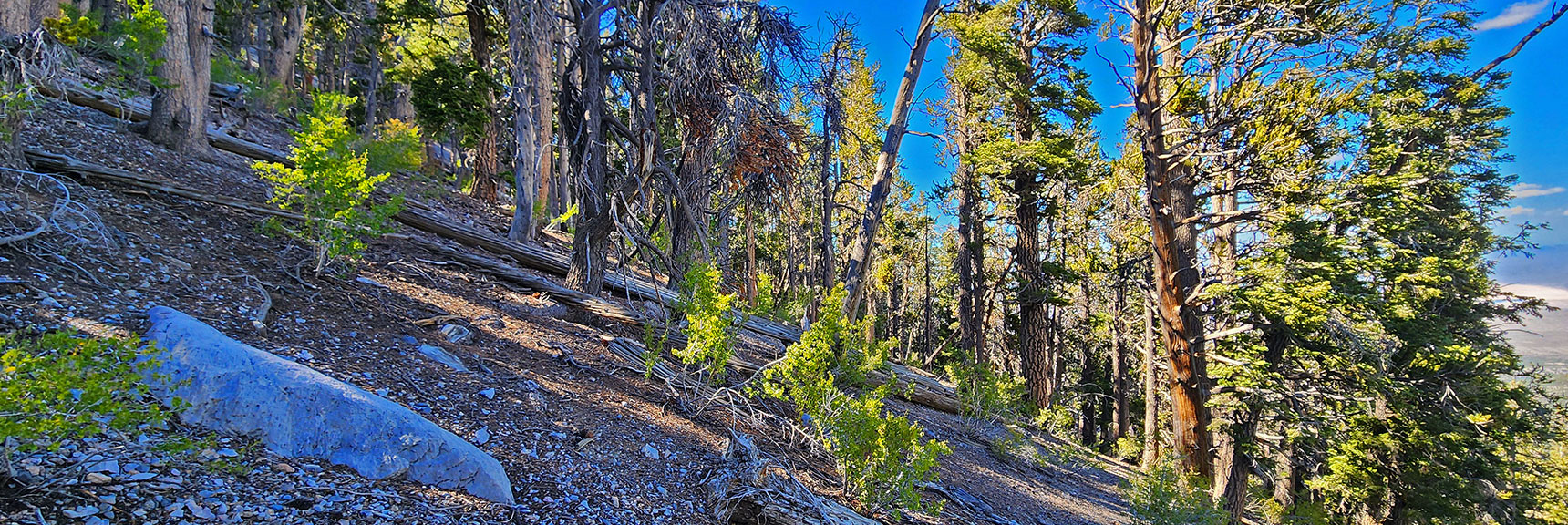 Looking West Across the Bristlecone Pine Forest Band at Base of Mummy's Nose. | Mummy's Nose Final Summit Approach from Deer Creek Road | Mt. Charleston Wilderness, Nevada