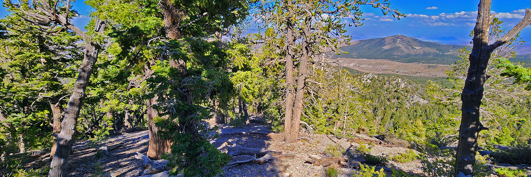 Continuing to Descend Mid-Ridgeline. | Mummy's Nose Final Summit Approach from Deer Creek Road | Mt. Charleston Wilderness, Nevada