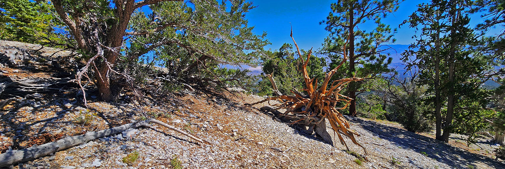 Now on the Western Ridge. Pines, Mountain Mahogany All Around | Mummy’s Nose North Alpine Loop | Mt Charleston Wilderness, Nevada