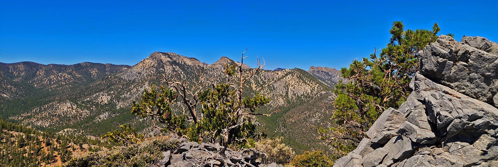 Beautiful Combination of Sculpted Limestone, Pines, Junipers & Mountain Mahogany | Mummy’s Nose North Alpine Loop | Mt Charleston Wilderness, Nevada