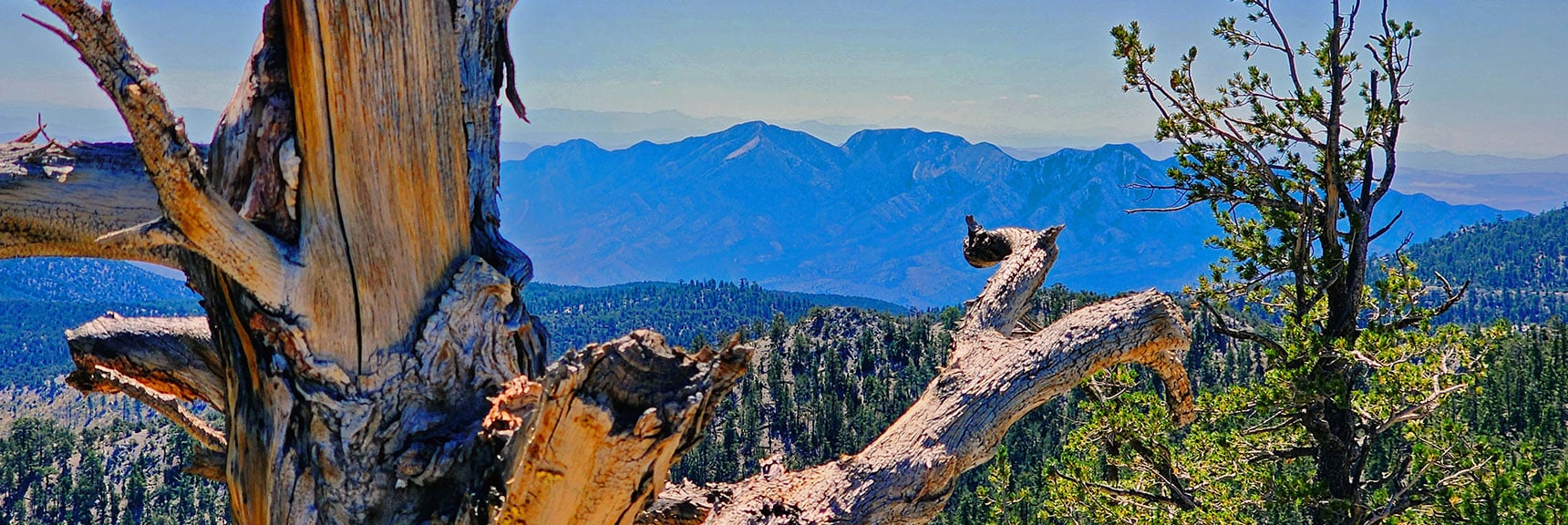 View Across Western Ridge to Eastern Ridge. La Madre Mts. in Background. | Mummy’s Nose North Alpine Loop | Mt Charleston Wilderness, Nevada