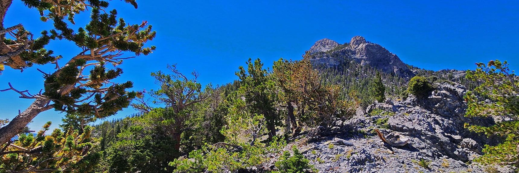 View Up Beautiful Western Alpine Ridge Toward Mummy's Nose. | Mummy’s Nose North Alpine Loop | Mt Charleston Wilderness, Nevada