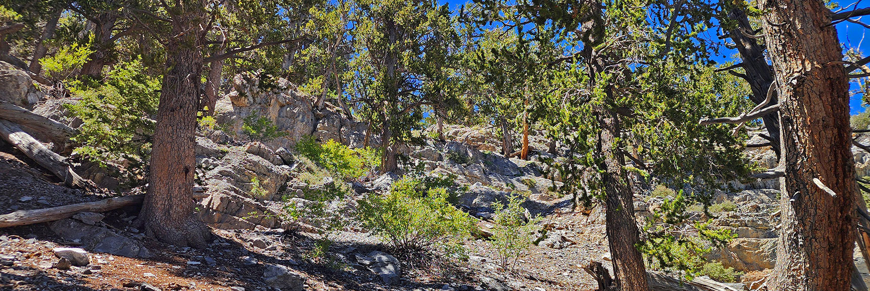 Now in That Band of Trees We Saw Earlier. Approaching Summit of Alpine Loop | Mummy’s Nose North Alpine Loop | Mt Charleston Wilderness, Nevada