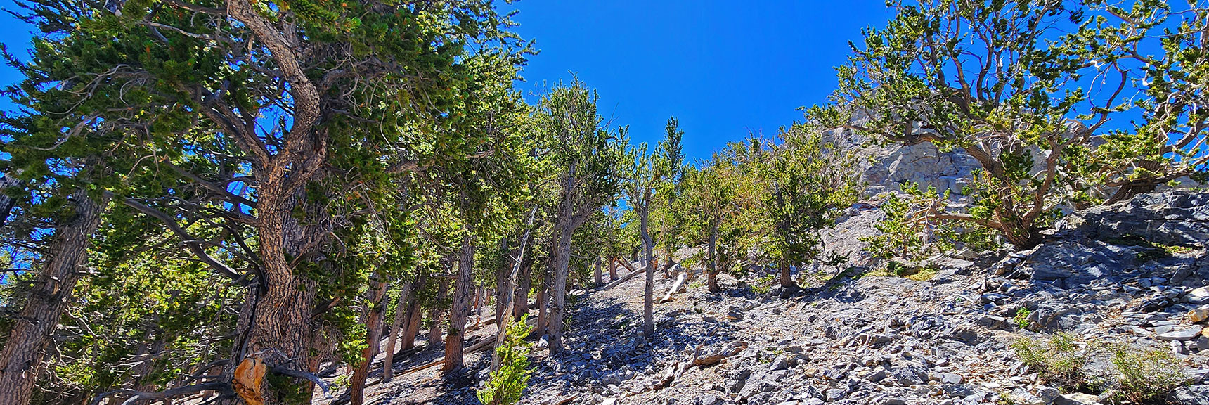 View Up Ridgeline To Lower of 2 Cliff High Points at Mummy's Nose | Mummy’s Nose North Alpine Loop | Mt Charleston Wilderness, Nevada