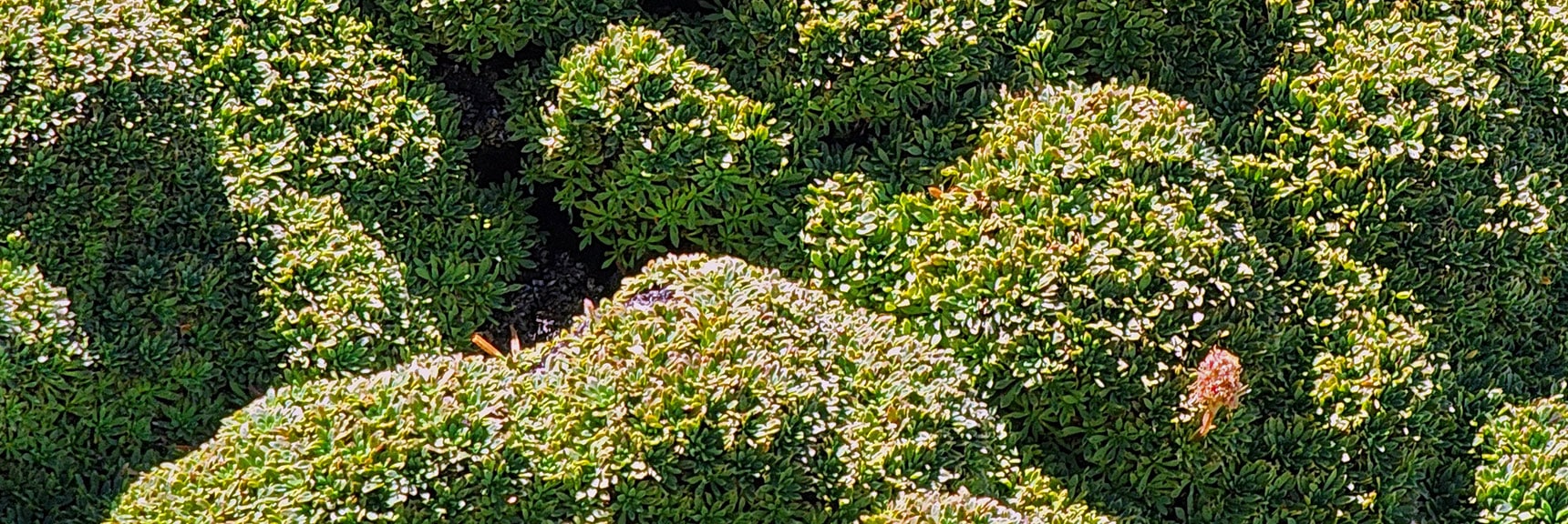Similar Ground Cover is Found in Limestone Formations in the Andes Mountains. | Mummy’s Nose North Alpine Loop | Mt Charleston Wilderness, Nevada