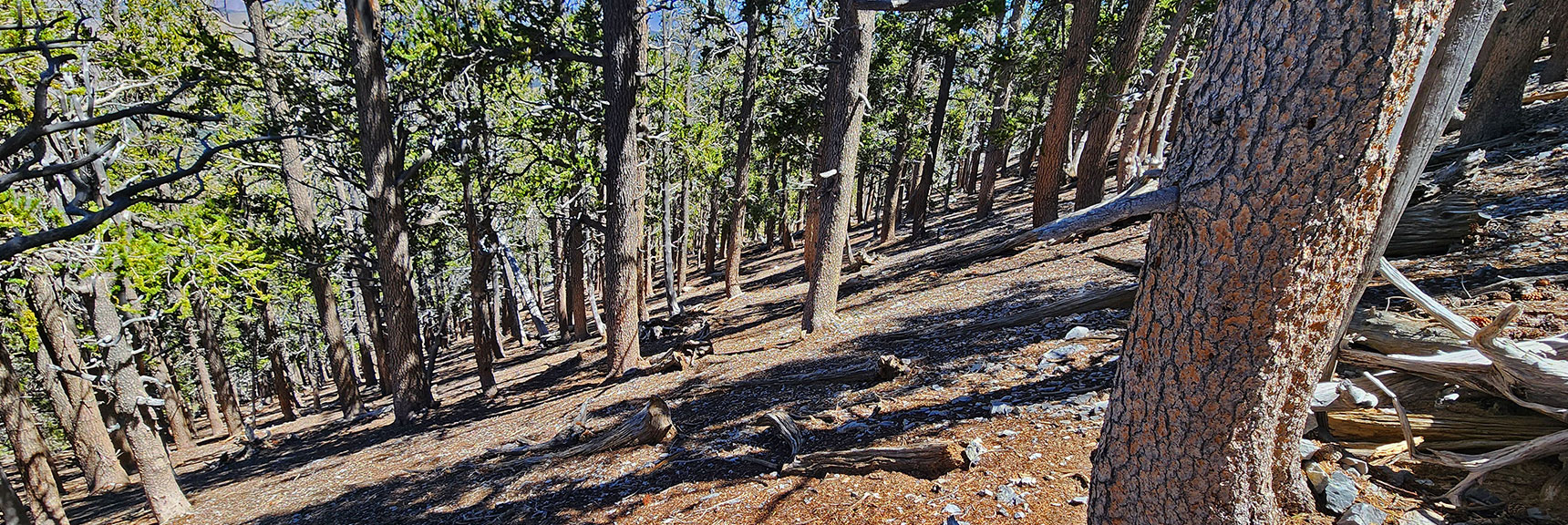Now Descending Through Tree Band Toward East Descent Ridgeline. Steep, But Still a Walk! | Mummy’s Nose North Alpine Loop | Mt Charleston Wilderness, Nevada