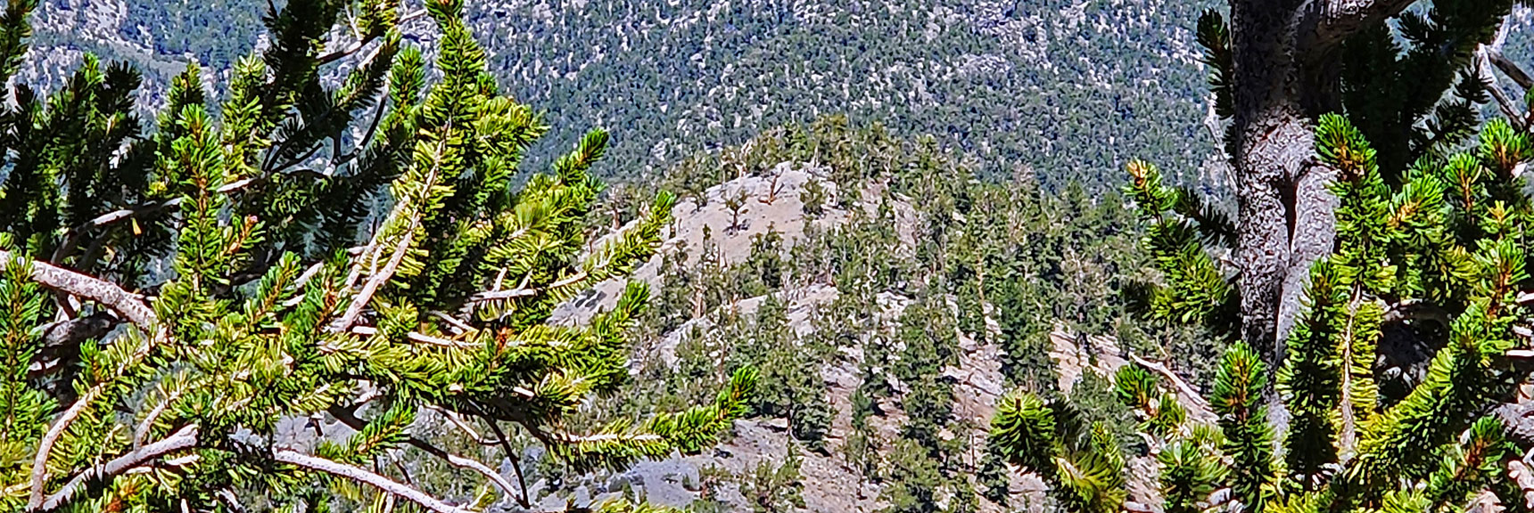 Descending Eastern Ridgeline, Returning to Trailhead Parking Area | Mummy’s Nose North Alpine Loop | Mt Charleston Wilderness, Nevada