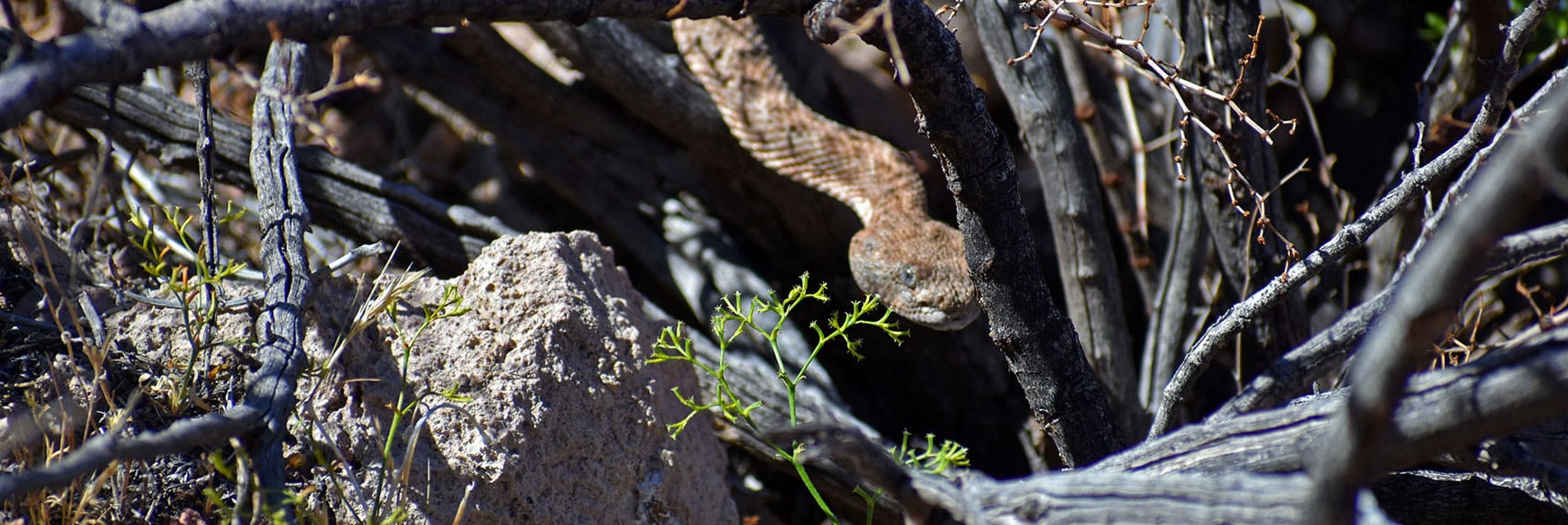 Rattlesnake Begins Reptile and Flower Photos Taken in and Around the Bowl | Northern Bowl of Fire Detailed View | Lake Mead National Recreation Area, Nevada