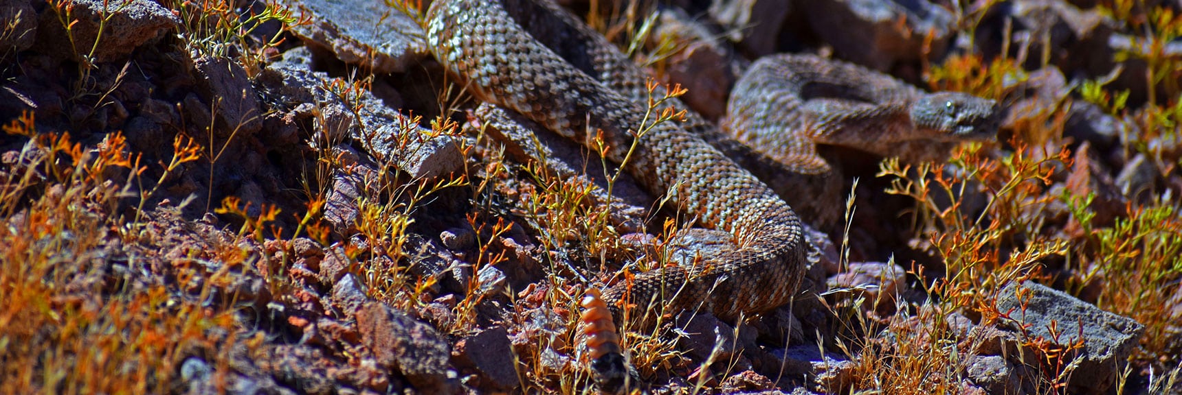 Coiled, Ready to Strike. Not a Threat if You See Him First and Avoid | Northern Bowl of Fire Detailed View | Lake Mead National Recreation Area, Nevada