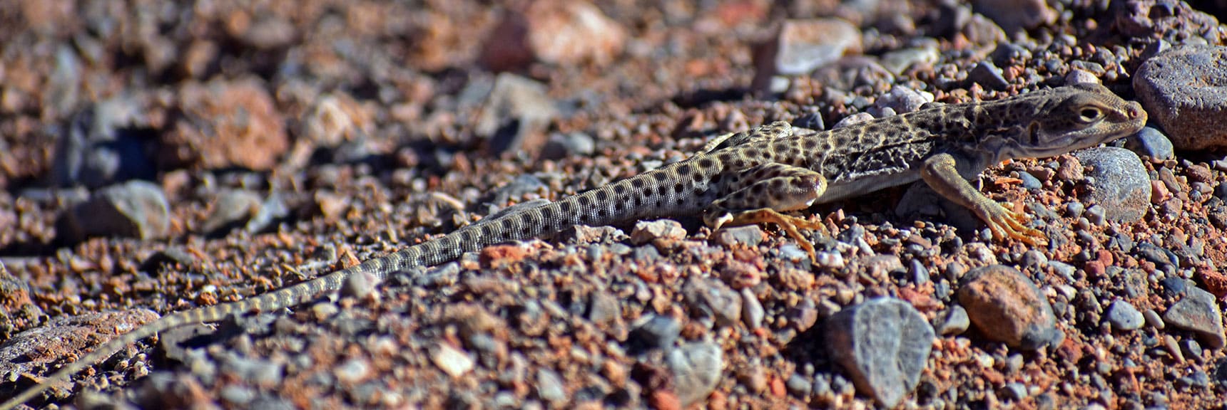 Long-Nosed Leopard Lizard (Gambelia wislizenii) | Northern Bowl of Fire Detailed View | Lake Mead National Recreation Area, Nevada