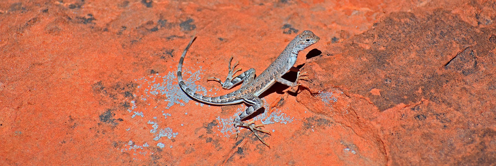 Common Side-Blotched Lizard | Northern Bowl of Fire Detailed View | Lake Mead National Recreation Area, Nevada