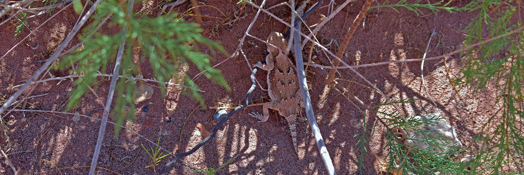 Desert Horned Lizard (Phrynosoma platyrhinos) | Northern Bowl of Fire Detailed View | Lake Mead National Recreation Area, Nevada