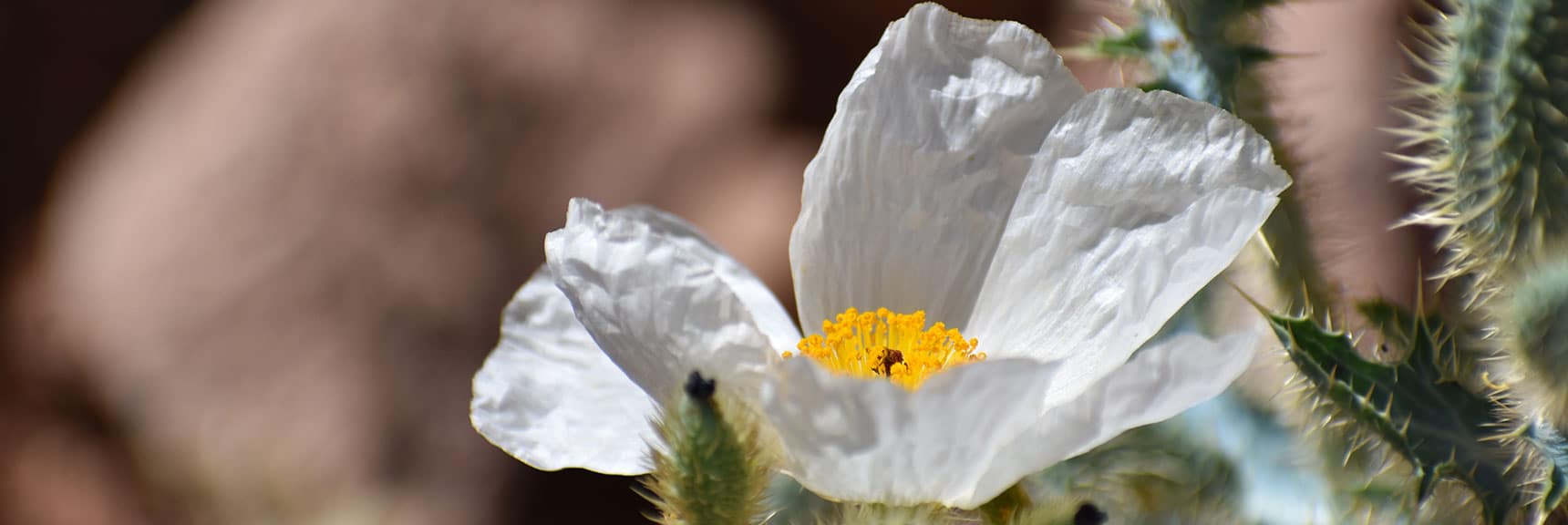 Prickly Poppy | Northern Bowl of Fire Detailed View | Lake Mead National Recreation Area, Nevada