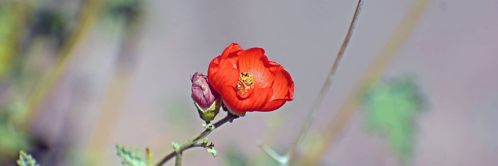 California Poppy | Northern Bowl of Fire Detailed View | Lake Mead National Recreation Area, Nevada