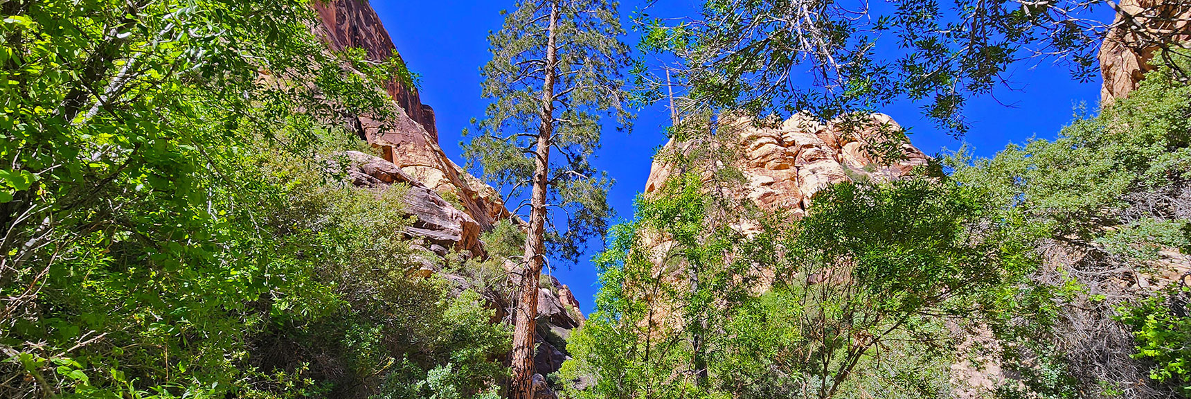 Pass Through Beautiful Ponderosa Pine Groves | Rainbow Mt via Pine Creek & Oak Creek Canyons, Nevada