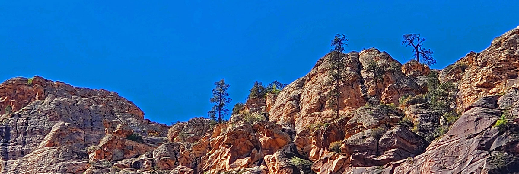 Ponderosa Grove on Cliffs Near Upper Crest Ridgeline | Rainbow Mt via Pine Creek & Oak Creek Canyons, Nevada