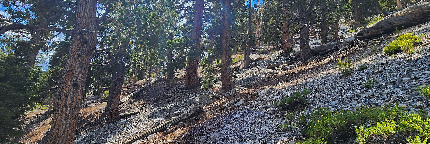 Now Skirting the Eastern Base of Mummy's Nose Cliffs | Mummy's Nose East Cliff Plane Crash Site | Mt Charleston Wilderness, Nevada