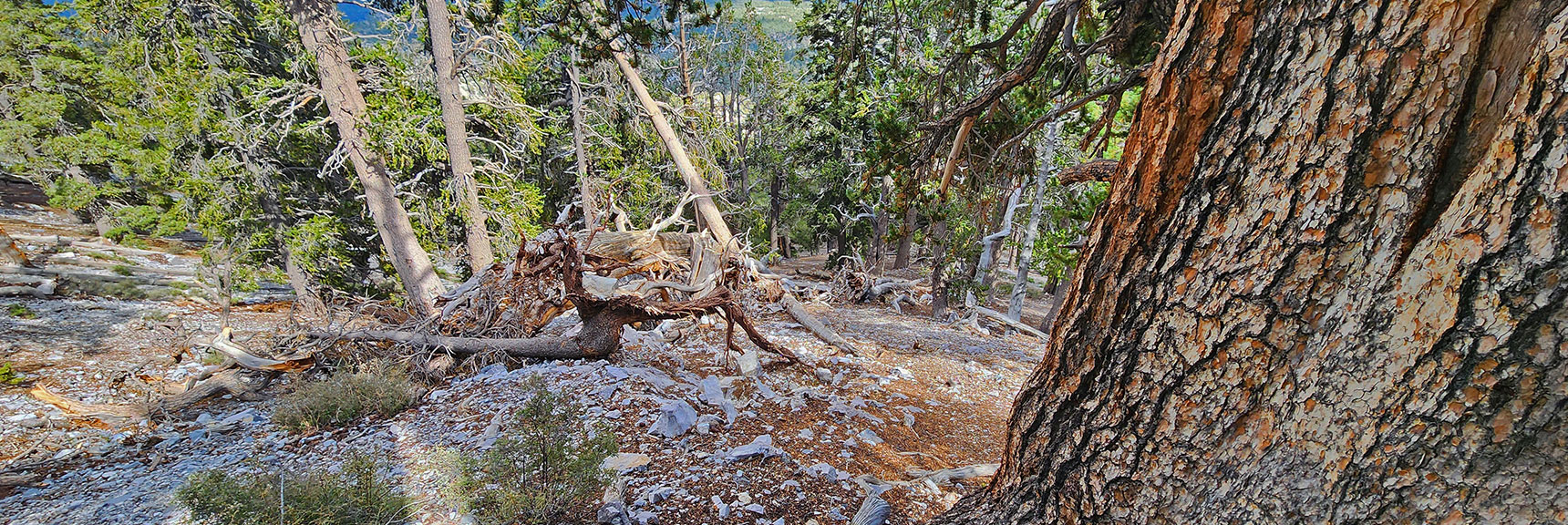 View Down the Steep Crash Gully. | Mummy's Nose East Cliff Plane Crash Site | Mt Charleston Wilderness, Nevada