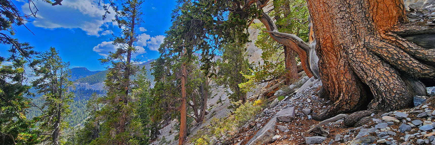 This Terrain is Very Very Steep, Ending with a 1,500ft Vertical Cliff! | Mummy's Nose East Cliff Plane Crash Site | Mt Charleston Wilderness, Nevada