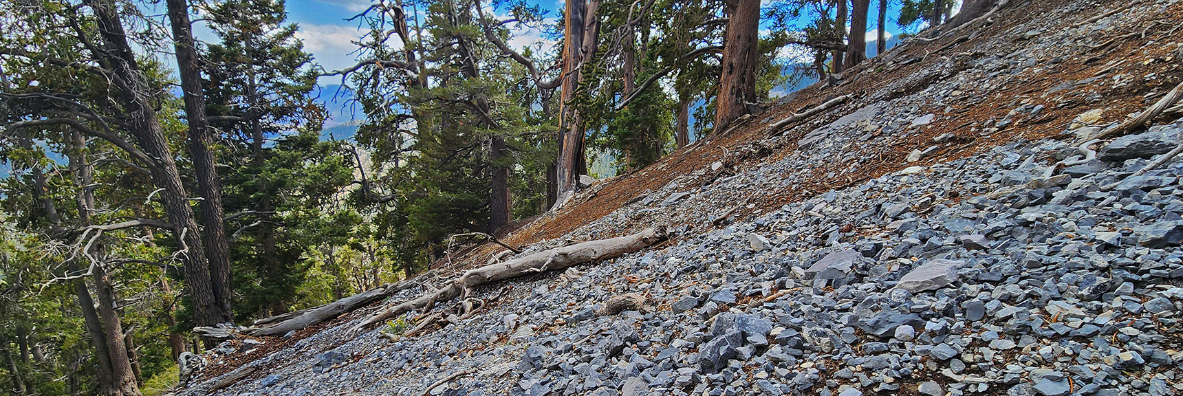 Now Descending to Continue a Bit Toward Mummy's Forehead Gully | Mummy's Nose East Cliff Plane Crash Site | Mt Charleston Wilderness, Nevada
