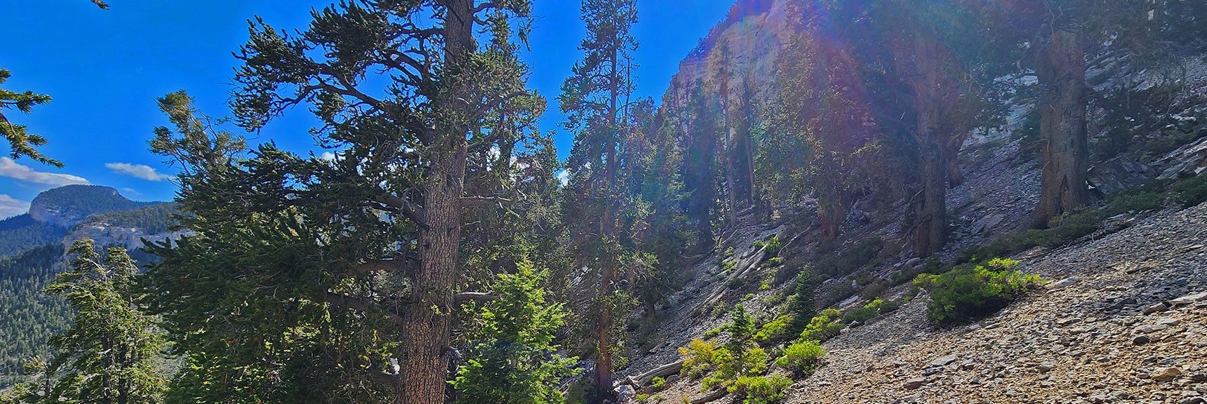 Base of This Next Cliff Will Mark High Saddle Between Forehead and Nose | Mummy's Nose East Cliff Plane Crash Site | Mt Charleston Wilderness, Nevada