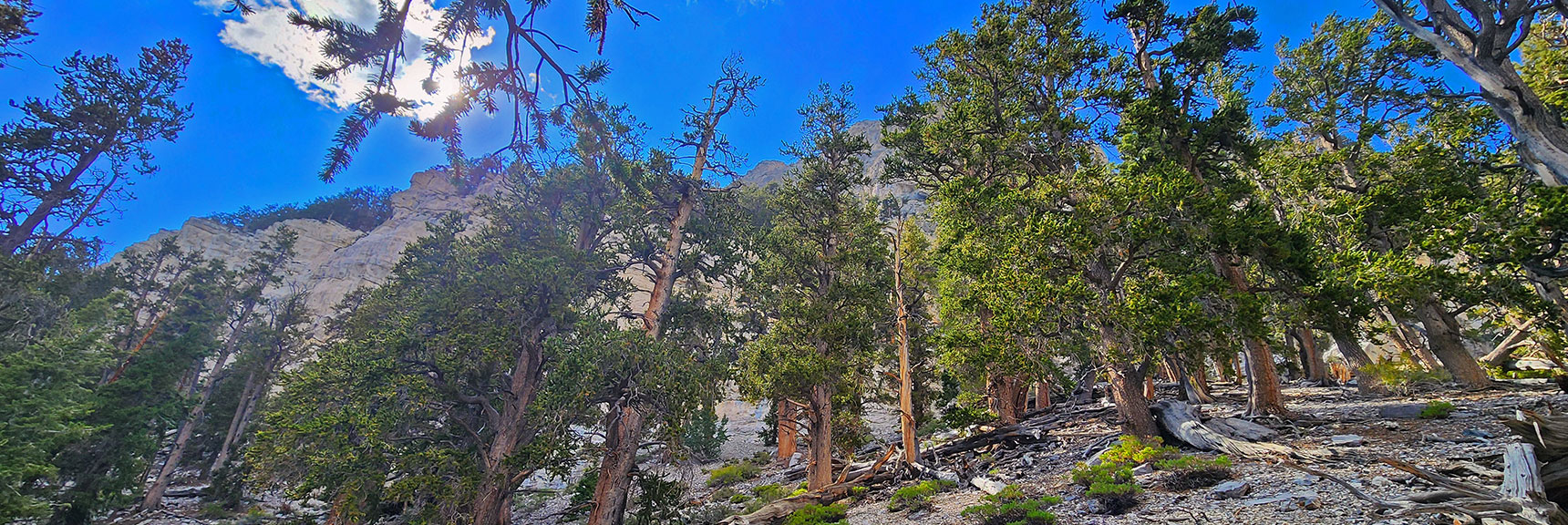 View Through Trees to That High Saddle. Will Return to Reach Plane, Forehead & Chin | Mummy's Nose East Cliff Plane Crash Site | Mt Charleston Wilderness, Nevada