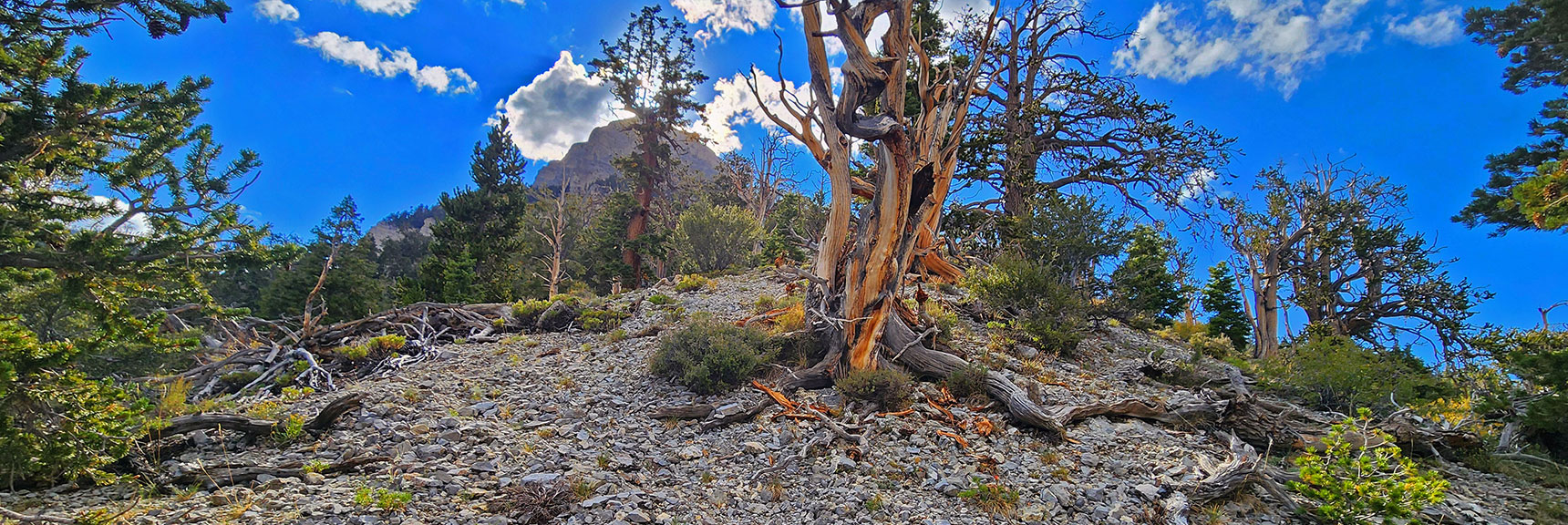 Parting View Back Up Eastern Ridge to Mummy's Nose | Mummy's Nose East Cliff Plane Crash Site | Mt Charleston Wilderness, Nevada