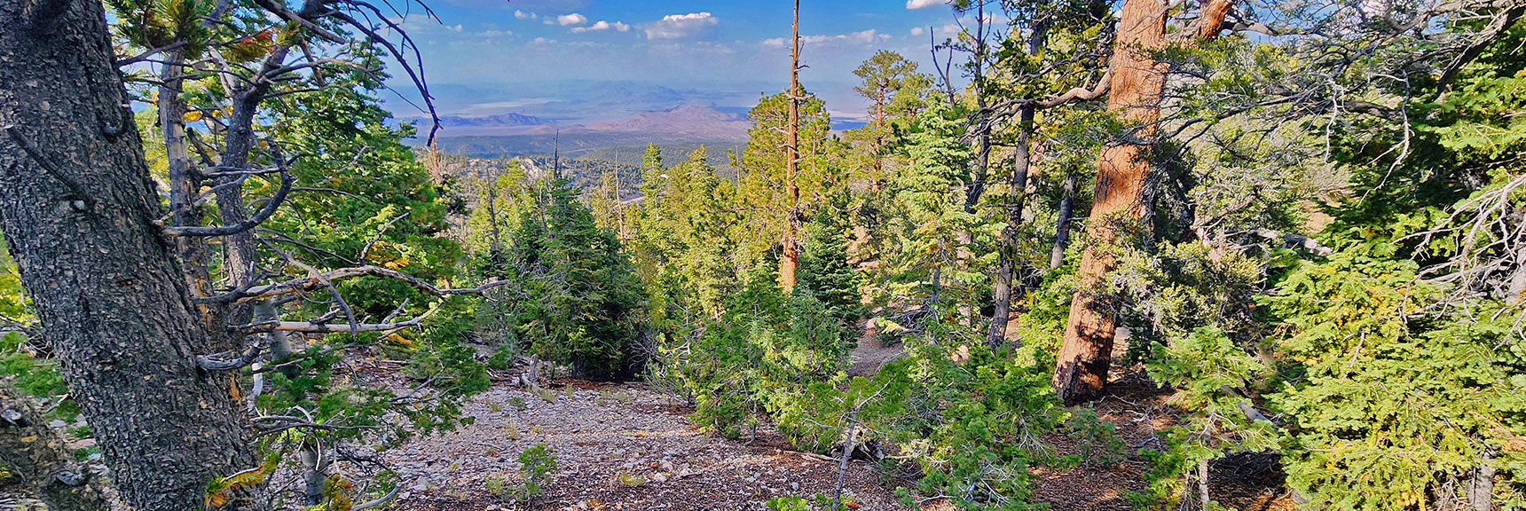 Entering Awesome Gradual Descent Gully Between the 2 High Points | Mummy's Nose East Cliff Plane Crash Site | Mt Charleston Wilderness, Nevada