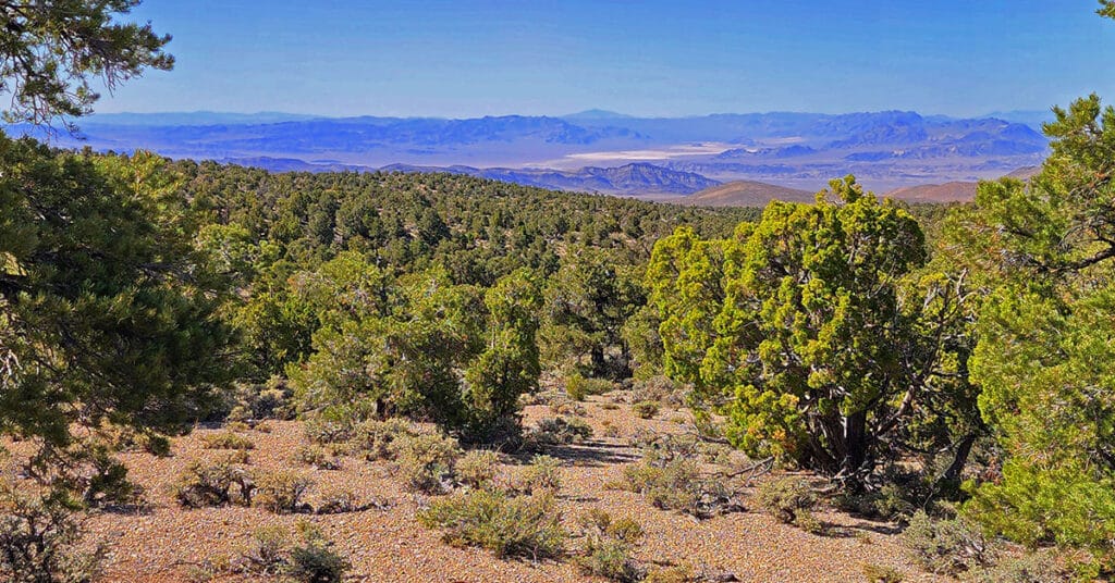 Pinyon Pine Loop Trail | Lee Canyon | Mt. Charleston Wilderness | Spring Mountains, Nevada