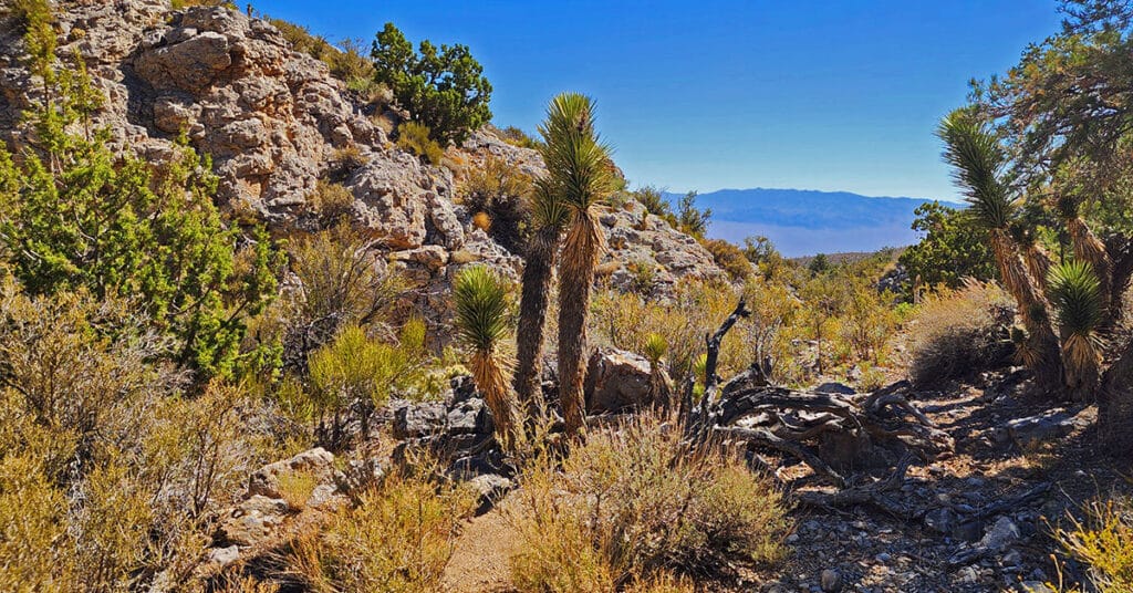 Rocky Gorge Loop Trail | Sawmill Trailhead Area | Lee Canyon, Nevada