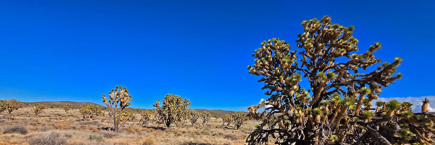 View Some of the Largest Joshua Trees on the Planet! | Wee Thump Joshua Tree Wilderness, Nevada