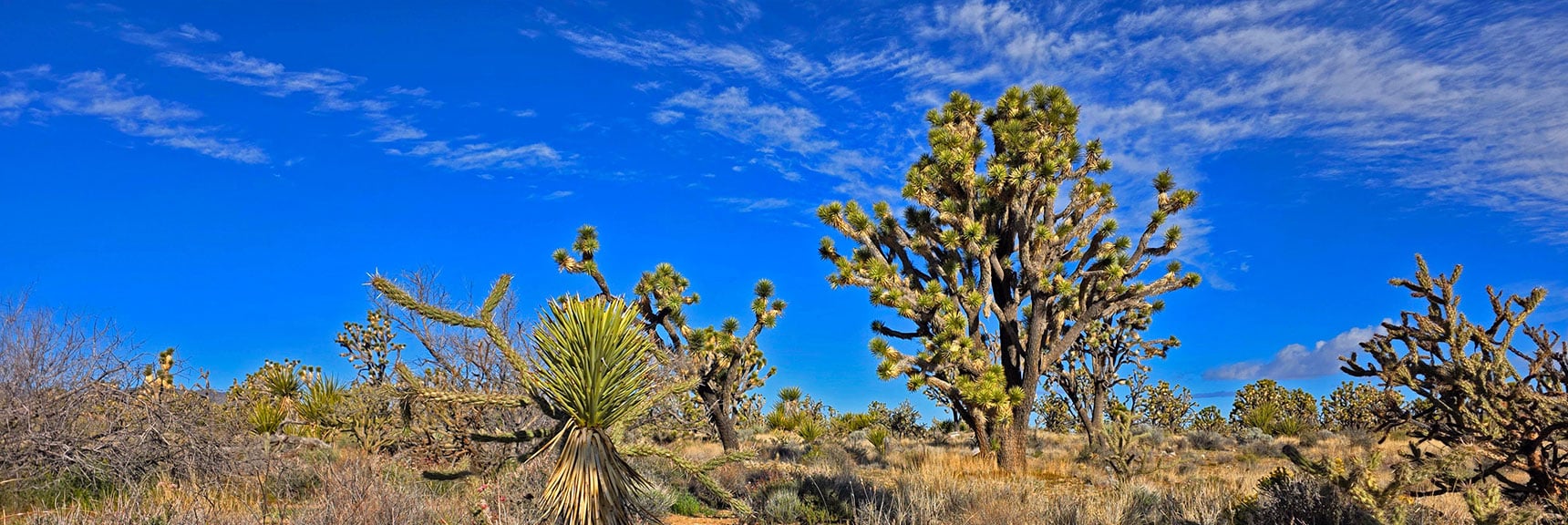 Young 50-Year-Old Joshua Tree with 900-Year-Old in Background. | Wee Thump Joshua Tree Wilderness, Nevada