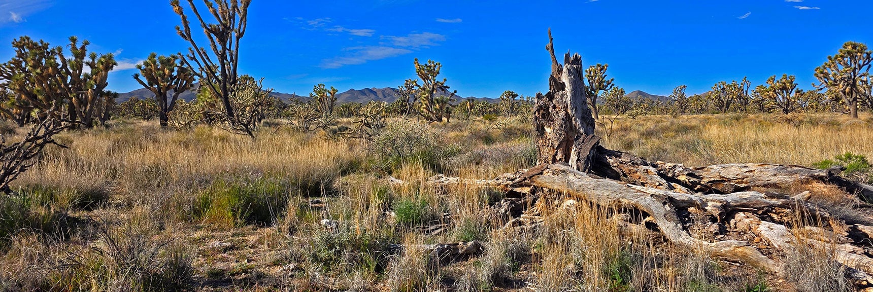 Fallen Joshua Tree Giant. | Wee Thump Joshua Tree Wilderness, Nevada