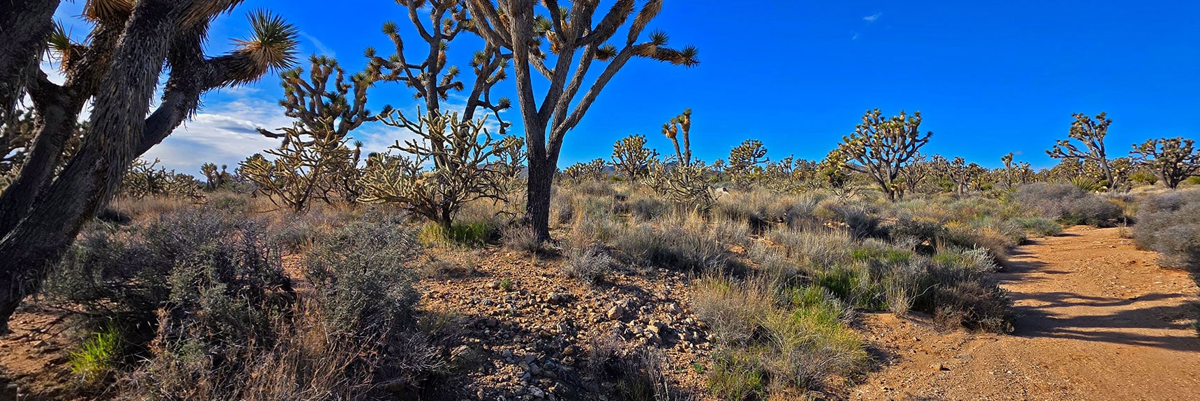 Cross a Few Gullies Along the Way: Animal Expressways. | Wee Thump Joshua Tree Wilderness, Nevada