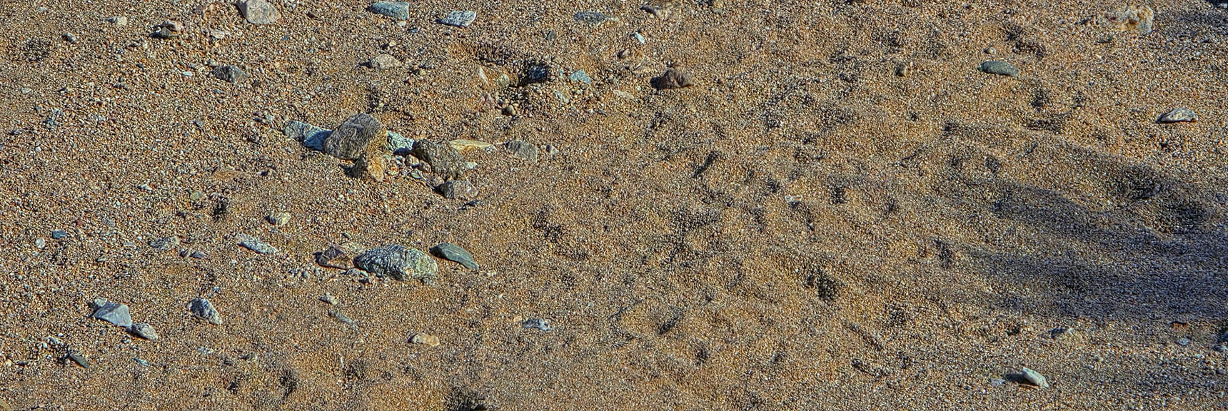 Animal Tracks in Gully from Previous Evening's Activity | Wee Thump Joshua Tree Wilderness, Nevada