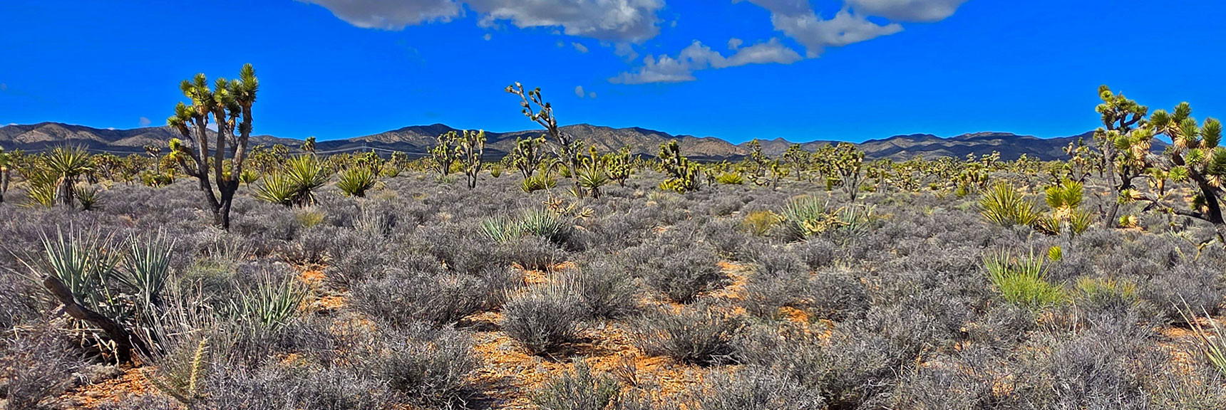 Ridgeline in South McCullough Wilderness Forms Backdrop to the West | Wee Thump Joshua Tree Wilderness, Nevada