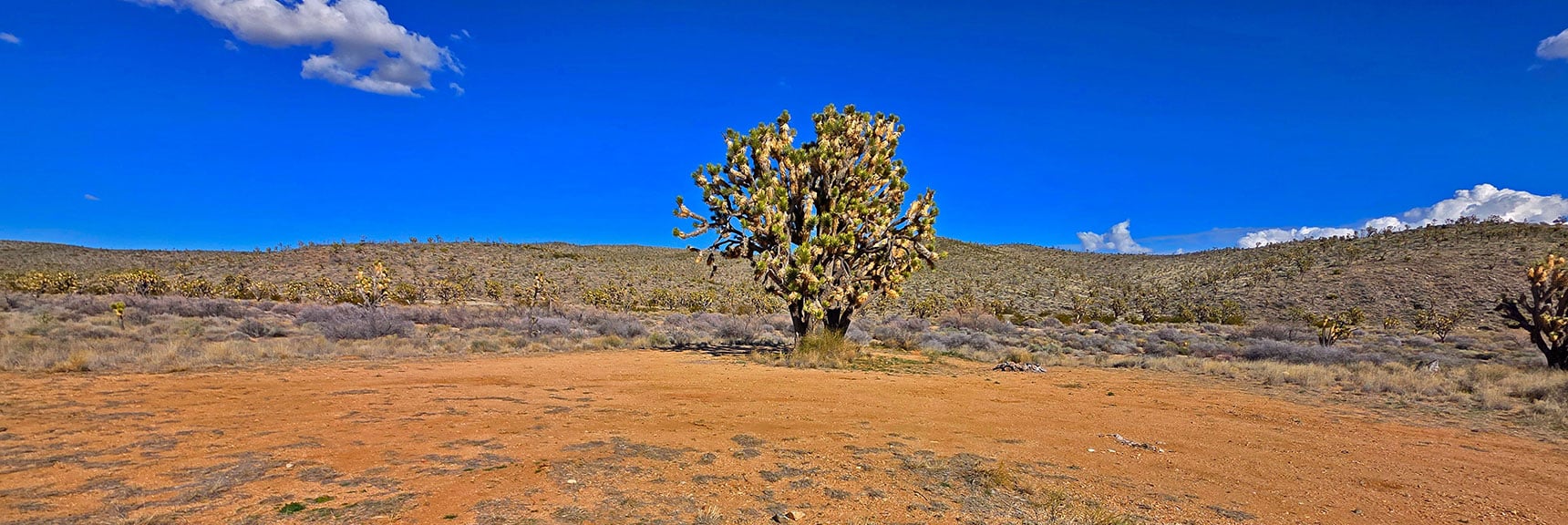 East Road Has a Few Nice Camping Pullouts. Sleep Under the Stars! | Wee Thump Joshua Tree Wilderness, Nevada