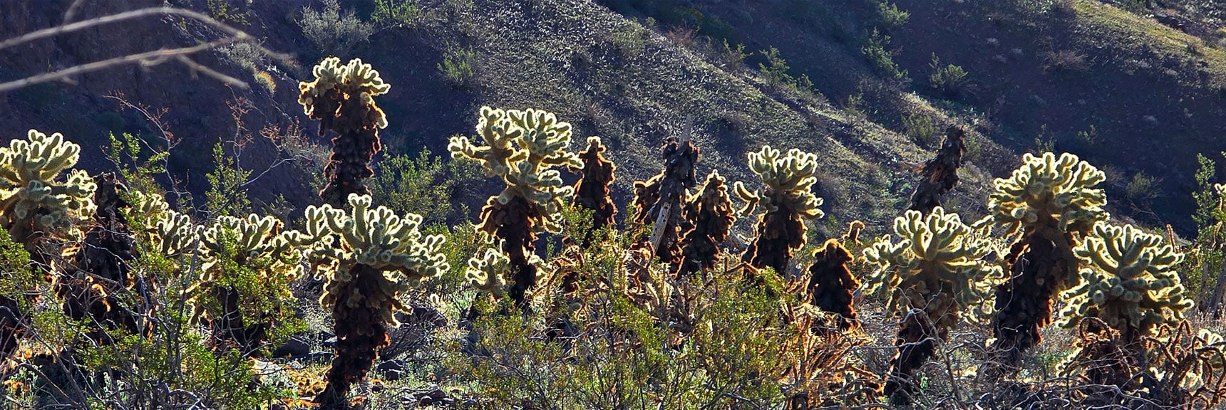 Huge Fields of Teddy Bear Cholla Cacti Glowing in the Sun at Wash Entrance. | Lonesome Wash to the Colorado River | Eldorado Wilderness, Nevada