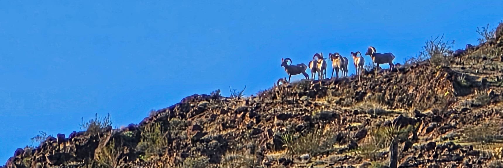 Bighorns Rest on Hilltop Overlooking Lonesome Wash | Lonesome Wash Upper Entrance | Eldorado Wilderness, Nevada