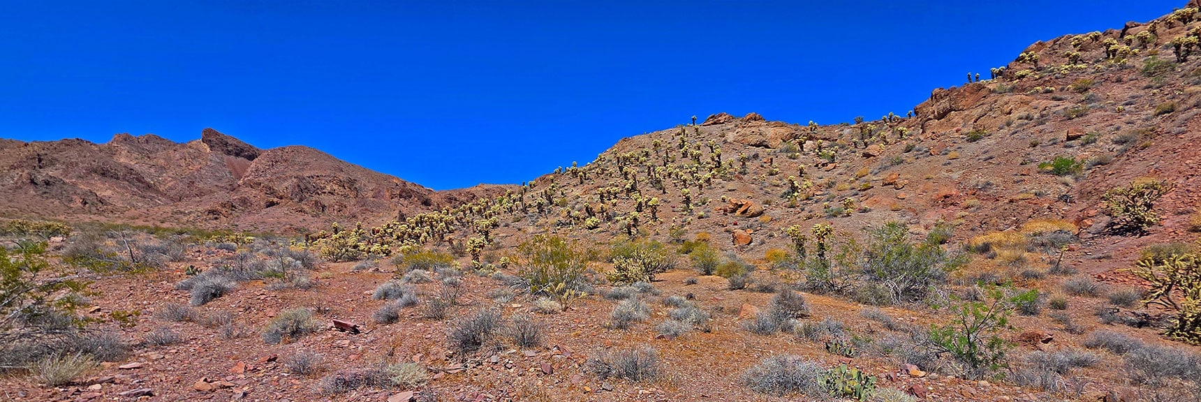 Many Fields of Teddy Bear Cholla in North Lonesome Wash | Forlorn Hope Peak South and Peak 2720 West, Eldorado Wilderness, Nevada