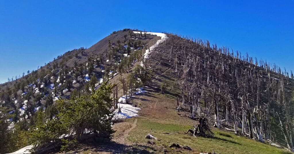 Griffith Peak Summit | Mt. Charleston Wilderness | Spring Mountains, Nevada