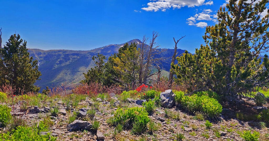Harris Mountain Adventures Overview | Mt Charleston Wilderness | Spring Mountains, Nevada