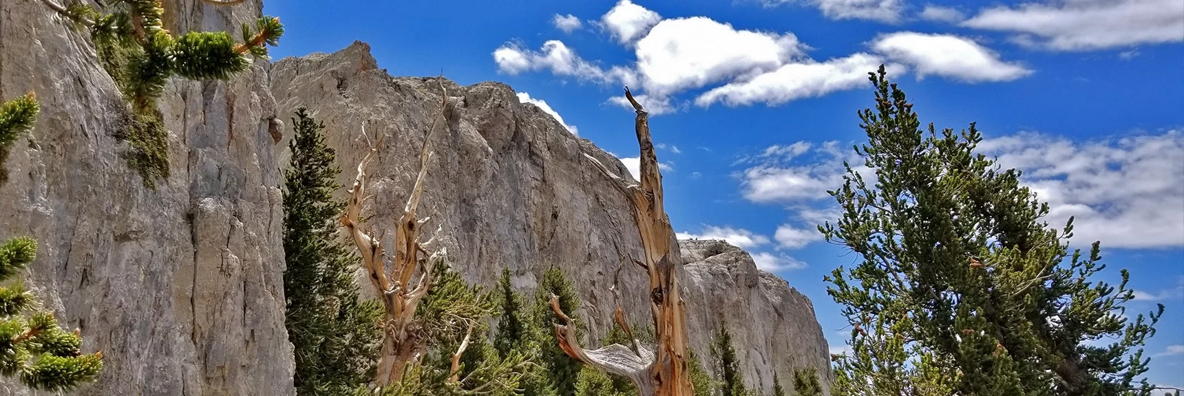 NW Cliffs of Mummy Mountain. Ancient Bristlecone Pines and Majestic Cliffs. | Mummy Mountain NW Cliffs | Mt Charleston Wilderness | Spring Mountains, Nevada