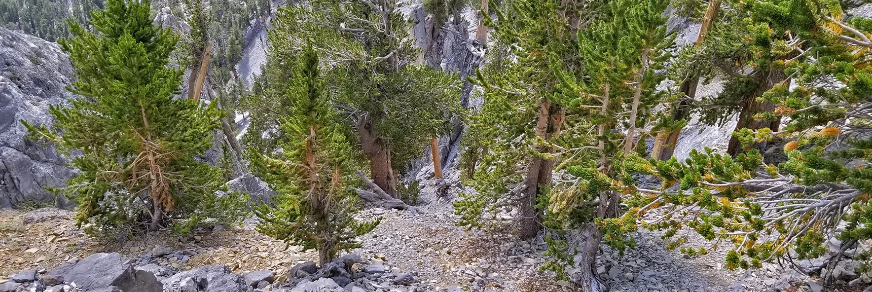 View Down Mummy Mountain's NE Cliff from the Cliff Summit | Mummy Mountain NE Cliffs Descent | Mt Charleston Wilderness | Spring Mountains, Nevada